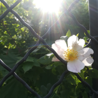 An illustration about holding an exhibition, as a wild rose grows out through a fence